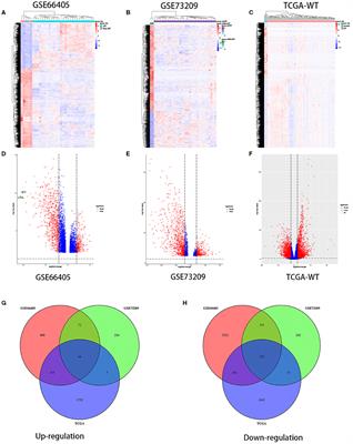 Identification of CDC20 as a Novel Biomarker in Diagnosis and Treatment of Wilms Tumor